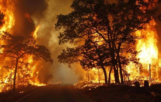Penyebab Kebakaran Hutan oleh Manusia