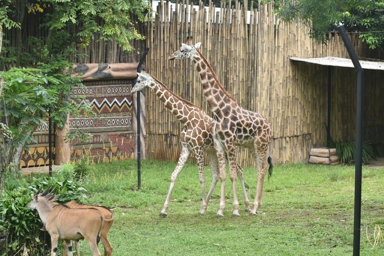 Kebun Binatang Bandung, Petualangan Seru Menyusuri Dunia Satwa